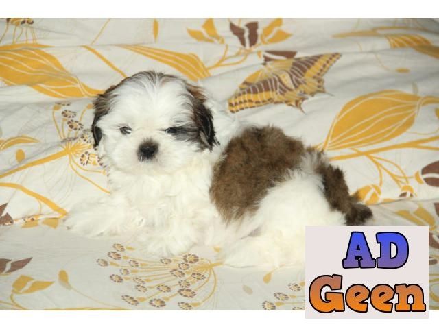 used shih tzu dog for sale (male) for sale 
